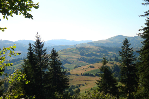 Rodna
