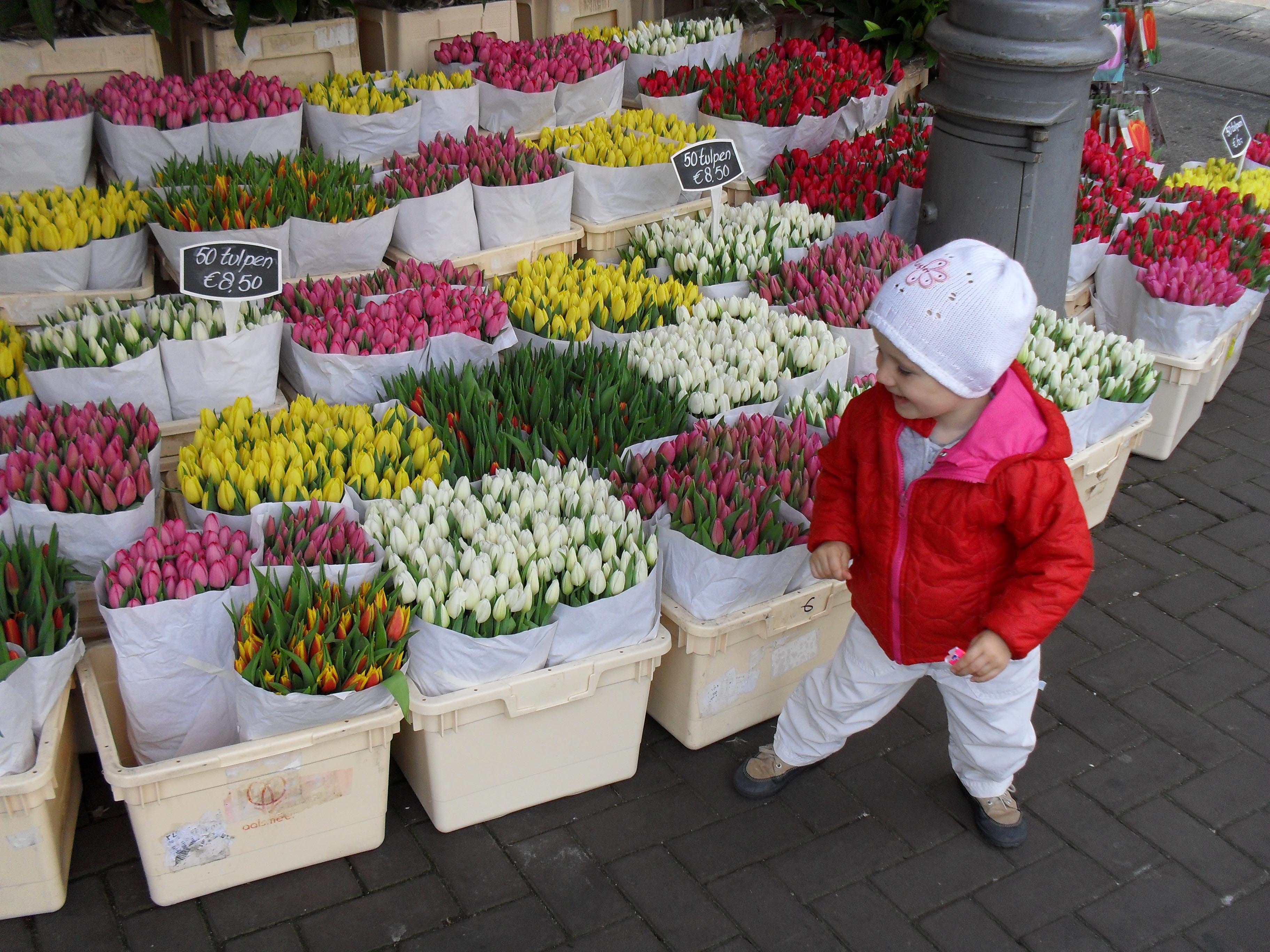 Tulipány