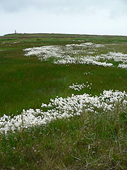 Suchopýr (eriophorum)