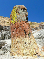 Lesbos, zkamenělý les