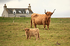 Majestátní chlupaté krávy Highland cattle