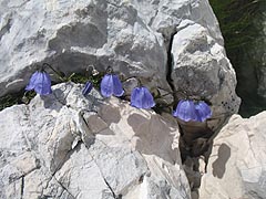 Zvonek