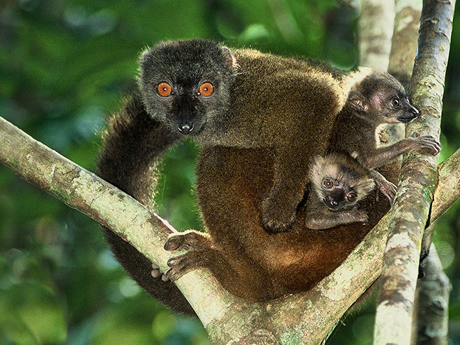 Lemuři – turisty nejvyhledávanější objekt Madagaskaru