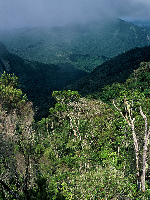 Horské lesy v pohoří Marojejy jsou jedny z nejzachovalejších a nejkrásnějších