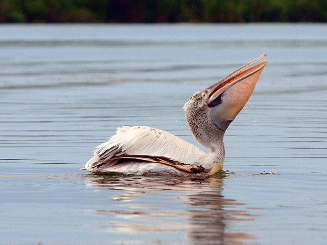Jedním z mnoha obyvatel delty Dunaje je i pelikán