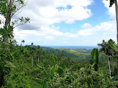 Okolí stolové hory El Yunque tvoří bujný tropický prales