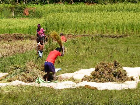 Zemědělství na Madagaskaru zaměstnává většinu místních obyvatel