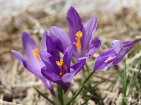 Divoce rostoucí šafrán je k vidění v národním parku Pirin