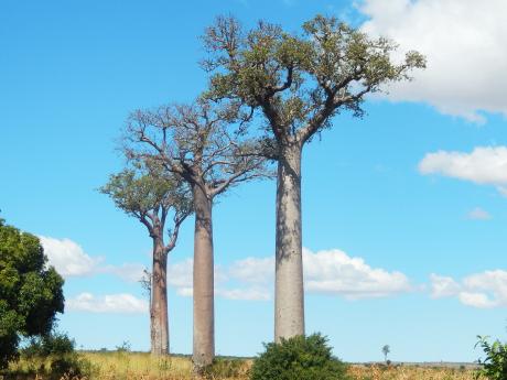 Madagaskar je královstvím baobabů