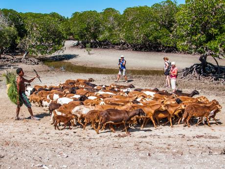 Pastevectví je na Madagaskaru jedním z tradičních způsobů obživy