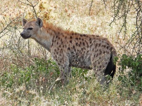 Hyena skvrnitá je obávaným predátorem