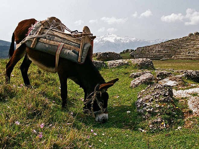 V Albánii je stále běžné používání oslů jako dopravního prostředku