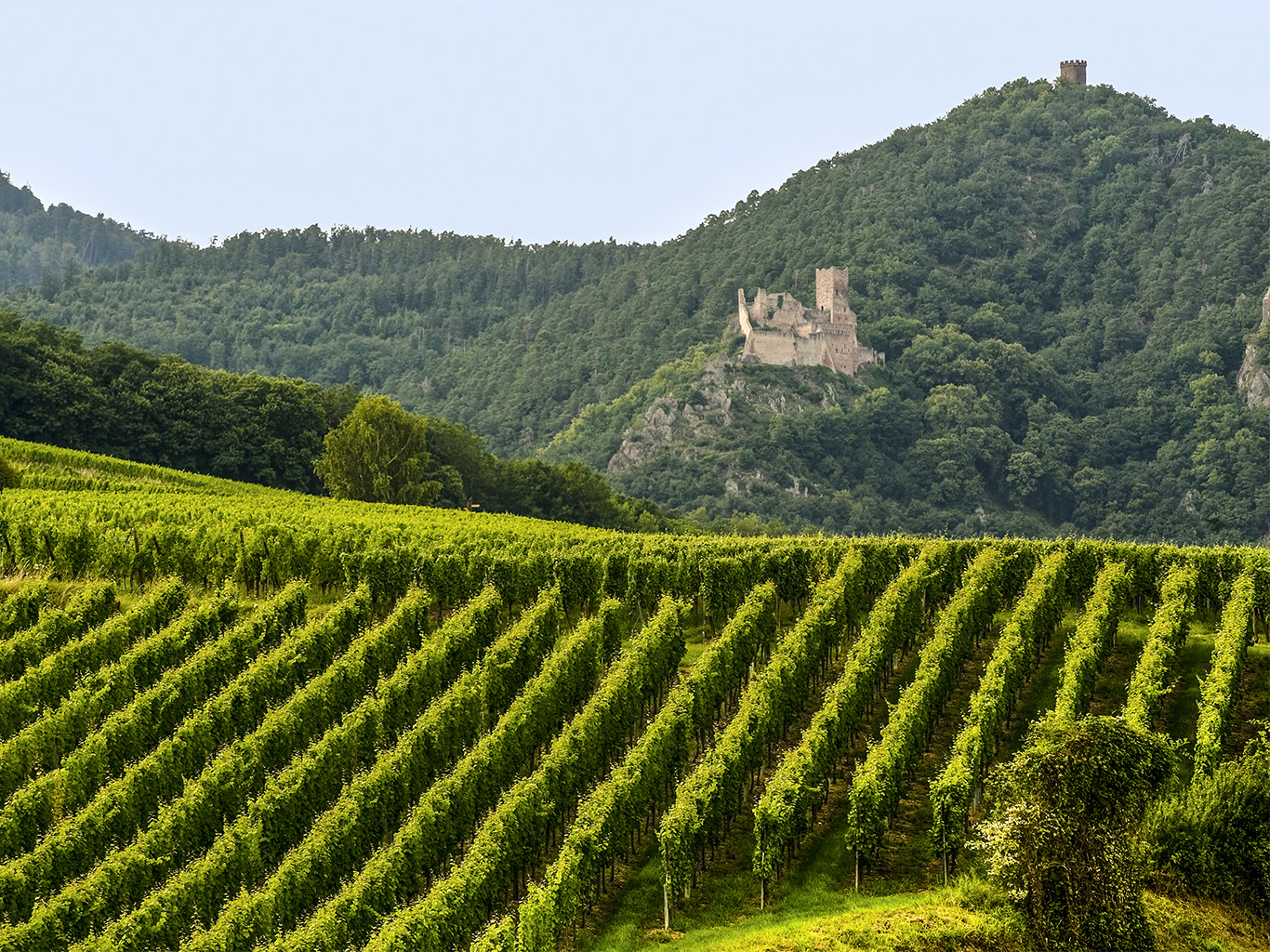 Vinice podél alsaské vinné stezky 