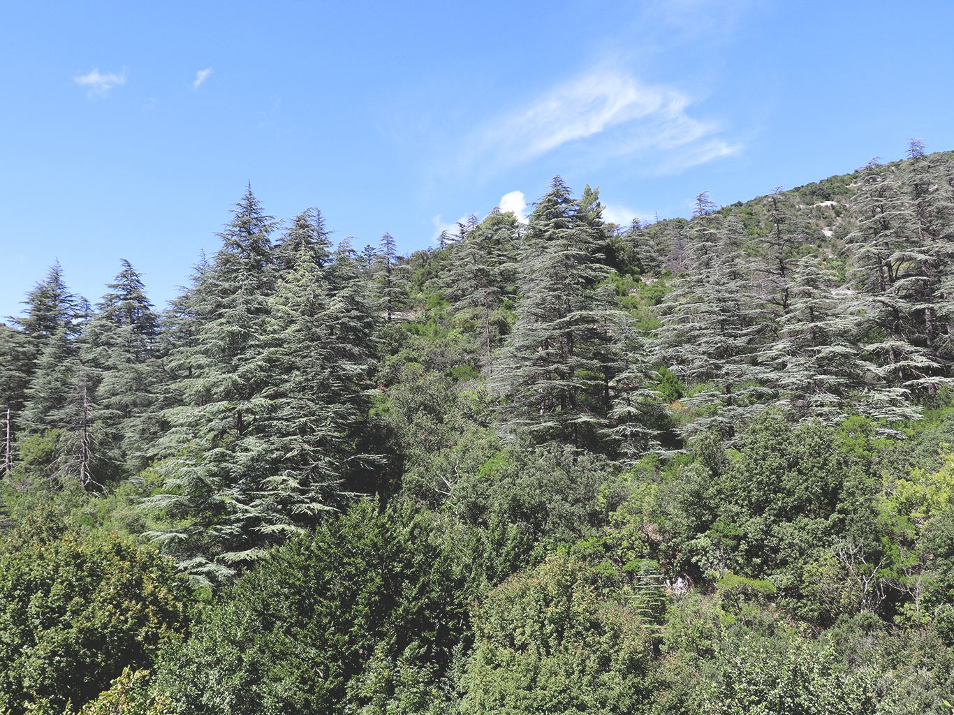 V Cirque de Navacelles narazíme i na cedrové lesy