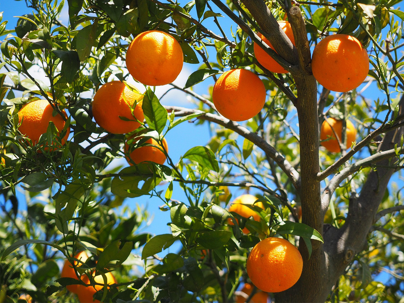 Pomeranče bývaly nejvýznamnějším vývozním artiklem Azorů
