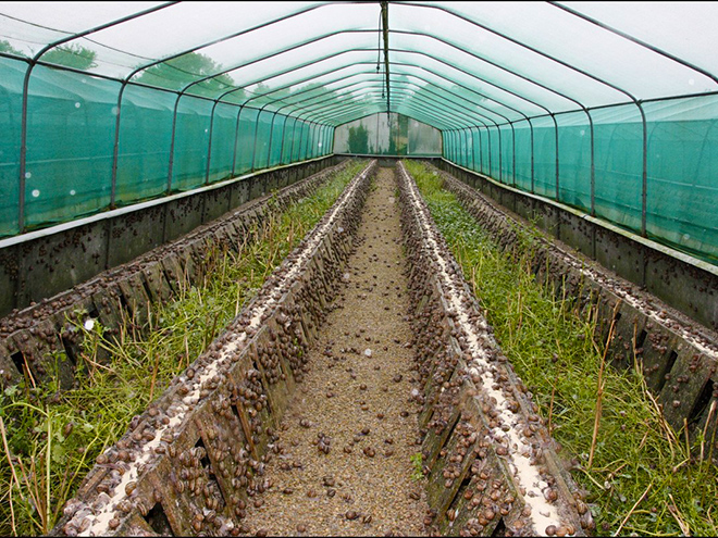 Pohled do "šnečího výběhu" na farmě v Goulienu