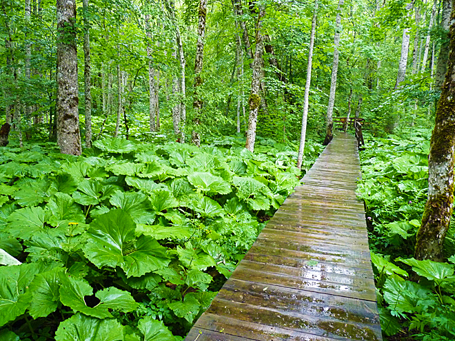 Relikt původního pralesa v národním parku Biogradska Gora