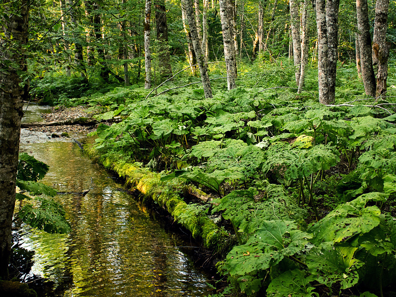 Relikt původního pralesa v národním parku Biogradska Gora