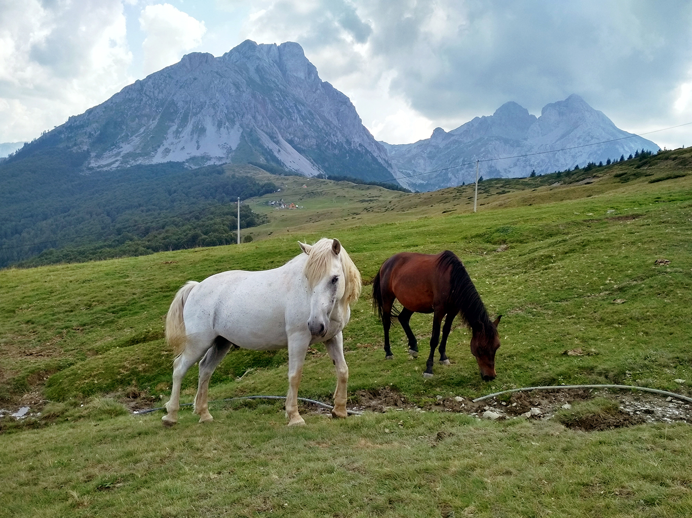 Koně na pastvinách v pohoří Komovi