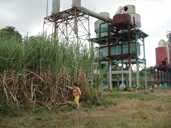 Vysoká stébla cukrové třtiny s pozůstatkem rafinerie na výrobu cukru v pozadí