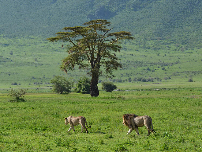 Ngorongoro: lvi
