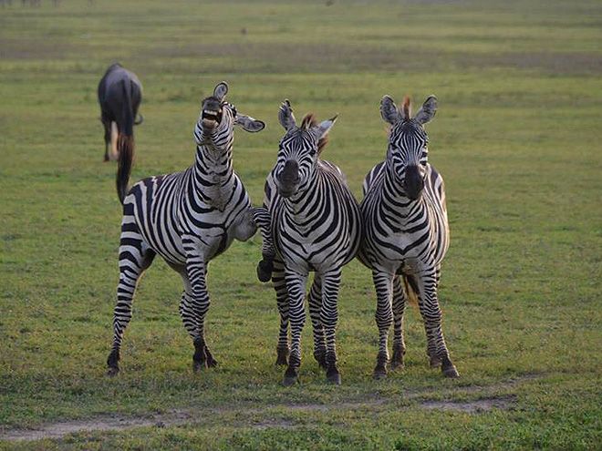 Zebry z NP Ngorongoro jsou od přírody rozenými vtipálky