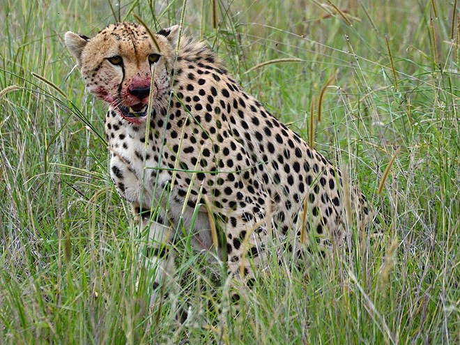 Nevídaná podívaná - gepard porcující čerstvě ulovenou antilopu