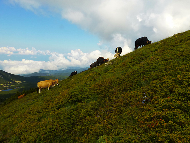 Stádo krav během přechodu přes Prevalski Chukar