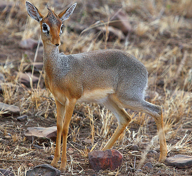 Dikdik Kirkův