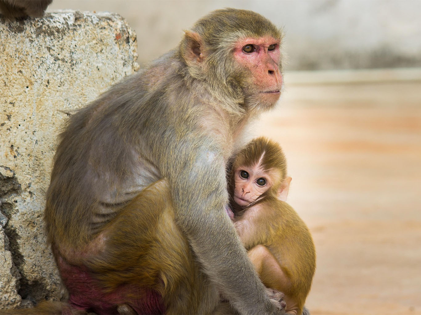 Makak rhesus