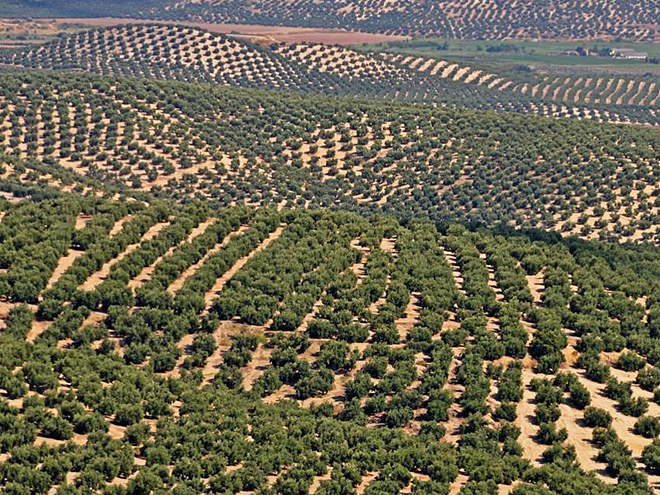 Obrovské olivové háje, kde jsou stromy sázeny v pravidelných rozestupech