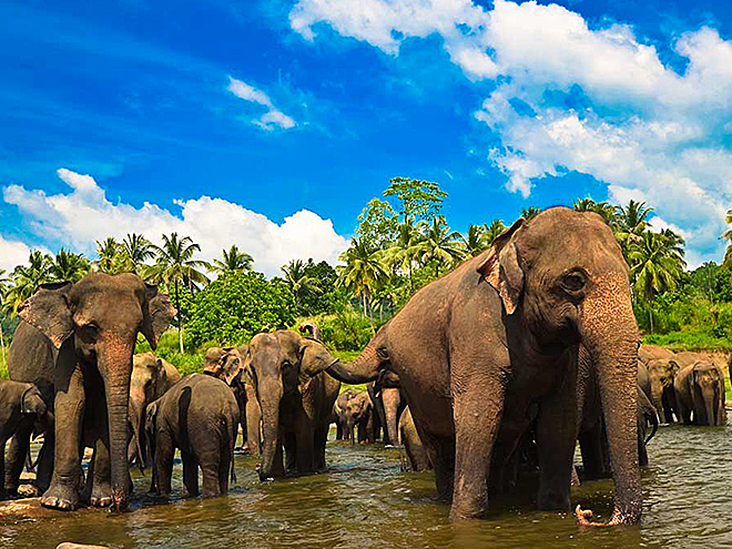 Sloni žijí ve velkých stádech