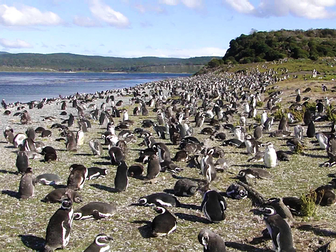 Tučňáci se sdružují do obrovských kolonií