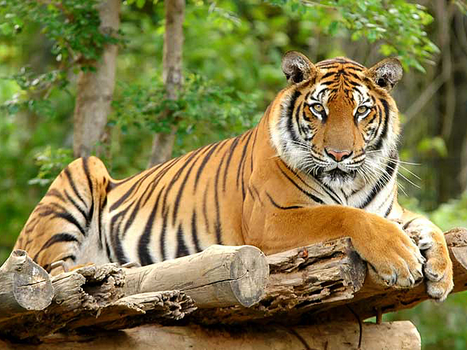 Tygr indický