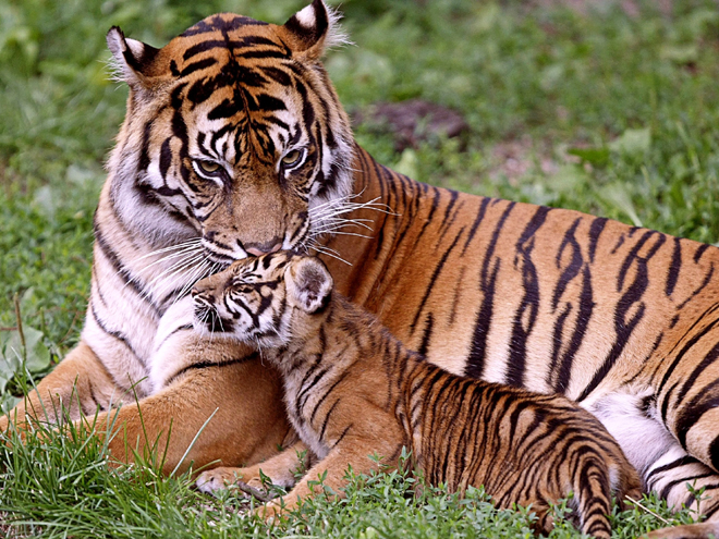 Tygřice s mládětem