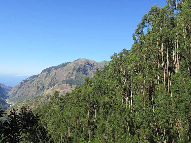 Název Madeira získal ostrov díky hustému vavřínovému pralesu