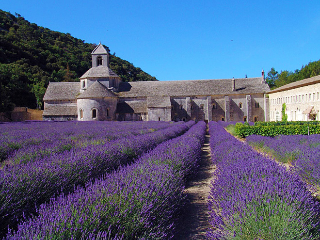 Pro Provence typická levandulová pole