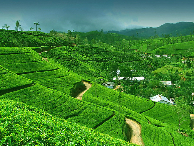 Místní klima je ideální k pěstování kvalitního srílanského čaje