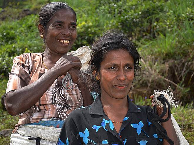 Srílanské ženy tráví celý den na plantážích sběrem čaje