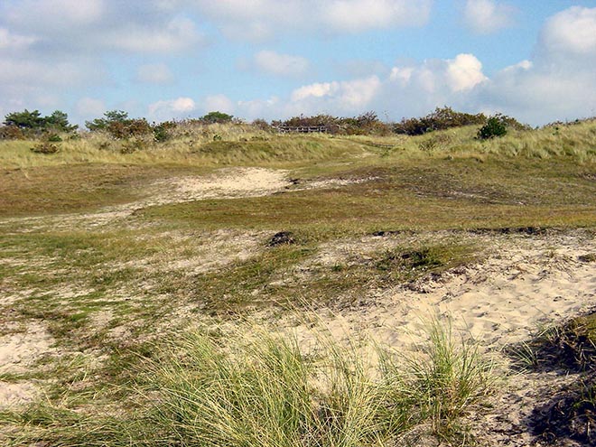 Písečné duny v oblasti De Höge Veluwe