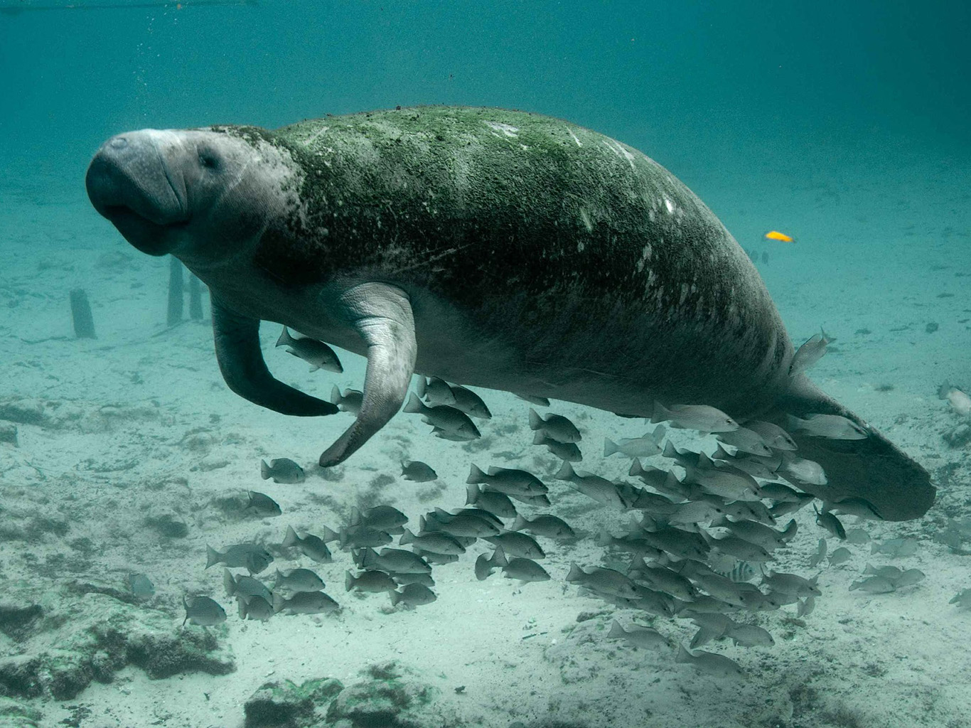 Pozoruhodný mořský živočich dugong indický (kapustňák) 