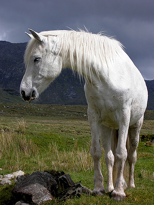 Ryzí irské koňské plemeno Connemarský pony