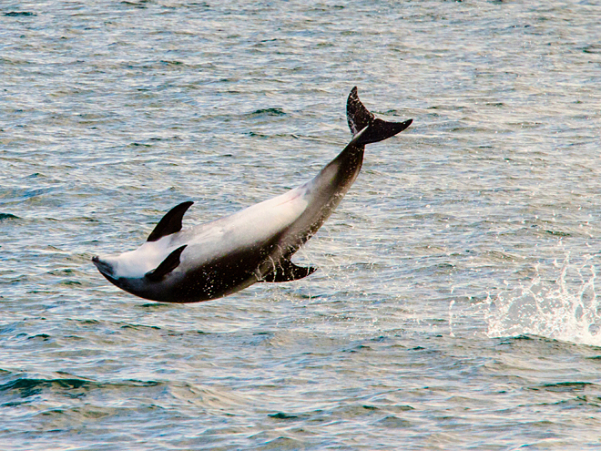 V okolních vodách Húsavíku lze spatřit také delfíny