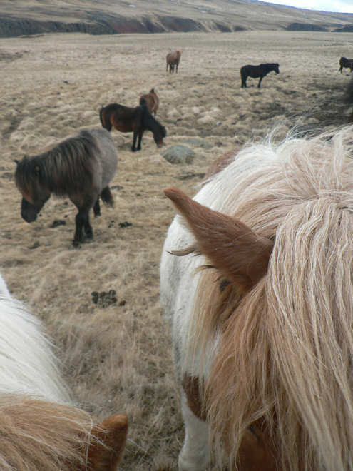 Koně v oblasti Skagafjörður