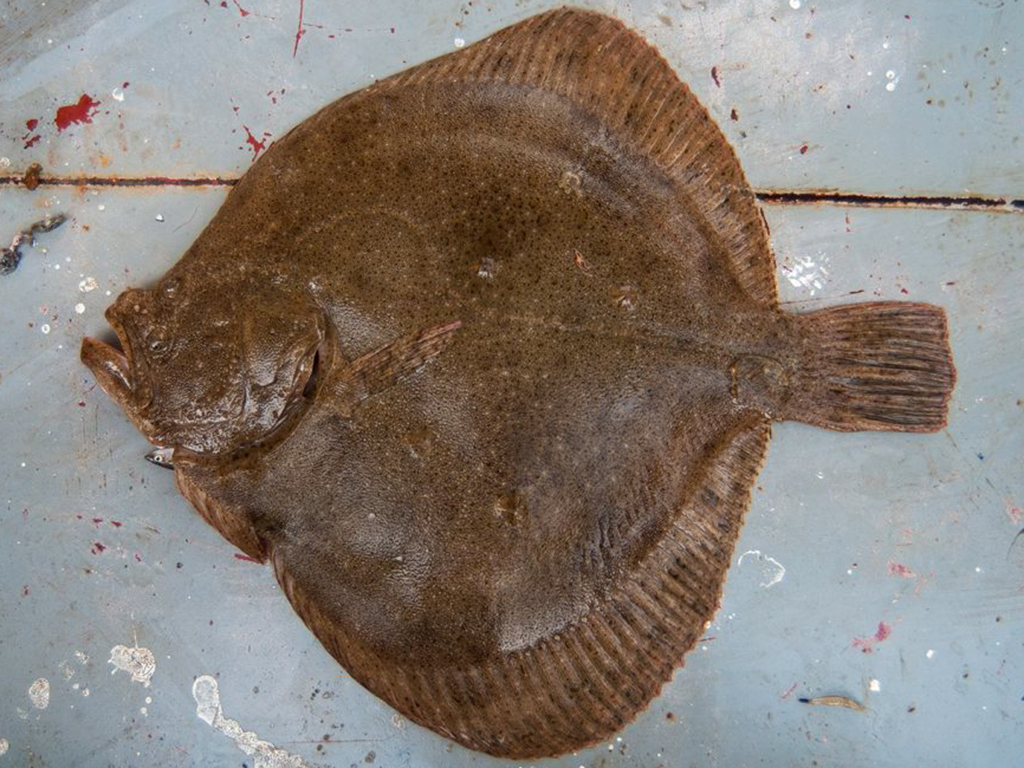Platýs patří k častým úlovkům islandských rybářů
