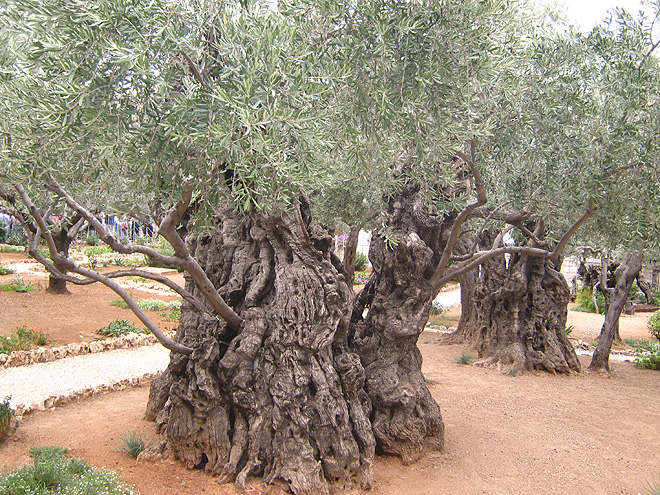 Starý olivovník v Getsemanské zahradě