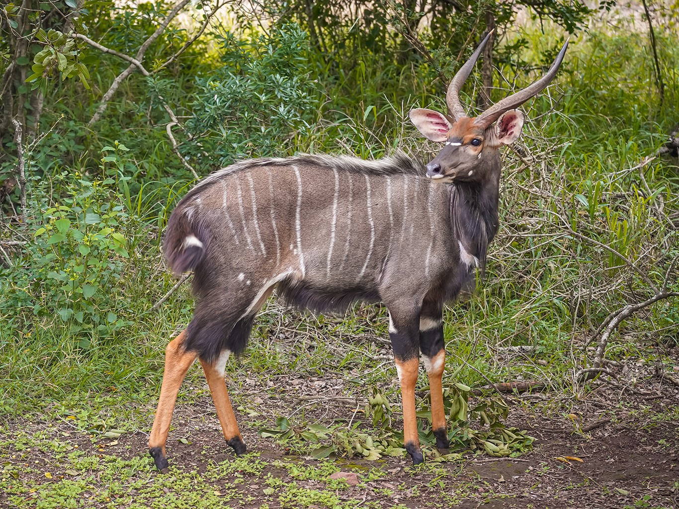 V přírodní rezervaci uMkhuze Game Reserve můžeme narazit třeba na nyaly