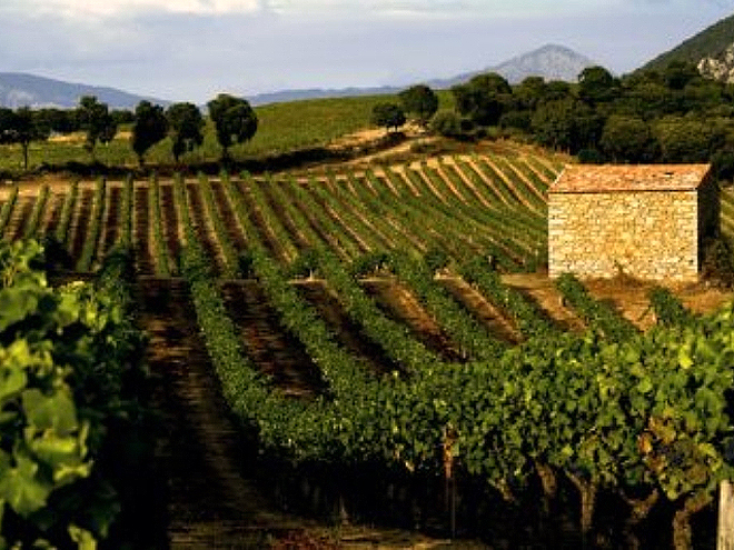 Patrimonio obklopují vinice