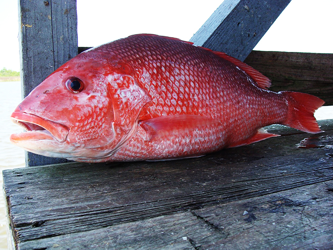 Chňápal červený (pargo) patří k oblíbeným druhům ryb