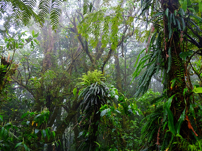 Monteverde pokrývá mlžný horský prales